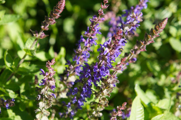 Salvia officinalis garden sage plant