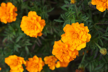 Naklejka na meble Tagetes french marigold orange flowers