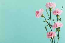 Pink Carnations On Mint Green Background