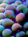 Fototapeta  - Ultra underwater macro on montipora SPS coral polyps