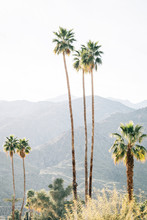 Palm Trees And Mountains In Palm Springs, California