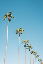 Palm Trees With Blue Sky In Newport Beach, Orange County, California