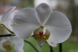 Fototapeta Storczyk - weiße orchidee