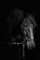 Wall Mural - Portrait of a beautiful black stallion on a black background