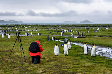 photographer in red coat with black backpack and tripod kneeling and taking pictures of king penguin