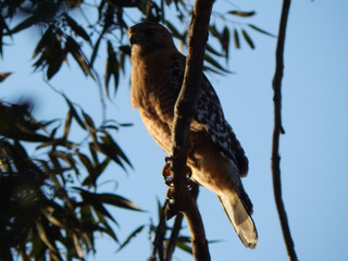 red-tailed hawk perched on oleander tree branch