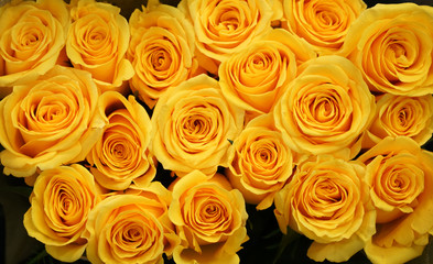 Fotomurales - Flower background of yellow rose 