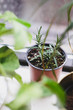 Rosemary Plant in a Pot