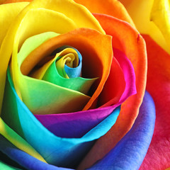 Amazing rainbow rose flower as background