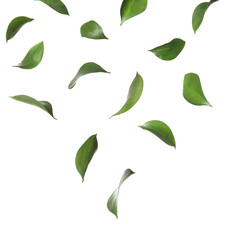 Wall Mural - Set of falling green fresh leaves on white background