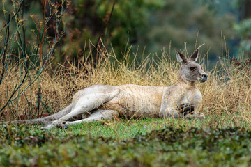 Wall Mural - A male Eastern Grey Kangaroo resting at Red Hill Nature Reserve, Canberra, Australia during the morning of March 2019