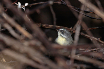 A White-browed Scrubwren searching for food in the morning at Red Hill Nature Reserve, Canberra, Australia in March 2019