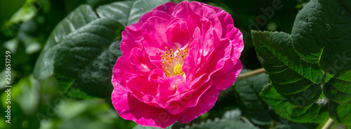 Dog-rose on a green background.
