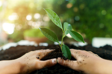 Little child hands take care and plant young seedling on a black soil. Earth day concept.