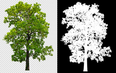 Poster - single tree on transparent picture background with clipping path, single tree with clipping path and alpha channel on black background