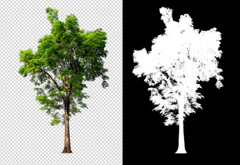 Aufkleber - single tree on transparent picture background with clipping path, single tree with clipping path and alpha channel on black background