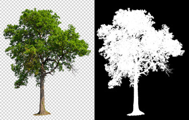 Poster - single tree on transparent picture background with clipping path, single tree with clipping path and alpha channel on black background