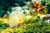 Fototapeta Las - Globe glass in grass forest on nature background