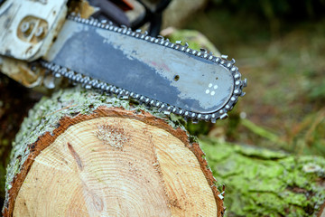 Wall Mural - chainsaw on fresh felled tree