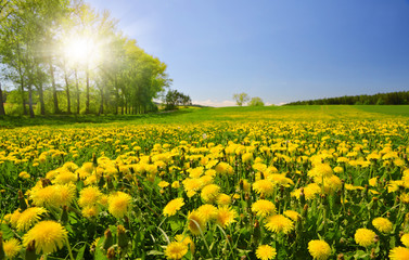 Wall Mural - Blooming dandelions on meadow.Spring landscape with sunny sky.
