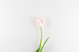 Fototapeta Tulipany - Pink tulip on white background.