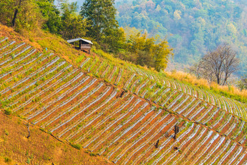 Farmers nature area in the mount.2