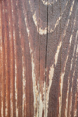 Wall Mural - Wood texture background, natural tree