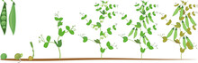 Life Cycle Of Pea Plant. Stages Of Pea Growth From Seed And Sprout To Adult Plant With Fruits