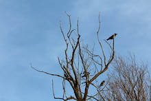 Hooded Crow Or Corvus Cornix Or Hoodie Grey And Black Small Birds Sitting Calmly On Old Dead Tree With Dried Branches Overlooking Surroundings On Clear Blue Sky Background