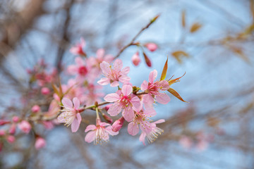 Wall Mural - cherry blossom flowers , sakura flowers on nature background.