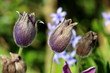 Three Pulsatilla vulgaris or Pasque flower or Pasqueflower or European pasqueflower or Danes blood partially open violet flowers planted in local garden surrounded with other plants and flowers on war