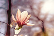 blühende Magnolie im Gegenlicht Blüte