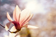 blühende Magnolie im Gegenlicht mit geöffneter Blüte