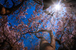 blühender Magnolienbaum von Sonnenstrahlen durchflutet