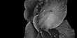 Gladiole Blume mit Regentropfen