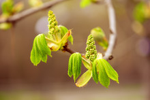 Blooming Of Chestnut