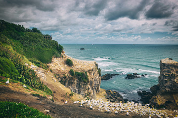 Wall Mural - Birds nesting and flying at Muriwai Beach Gannet colony, New Zealand