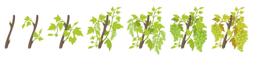 Poster - Growth stages of vine grape plant. Vineyard planting phases. Vector illustration. Vitis vinifera harvested. Ripening period. Vine life cycle. Grapes on white background.