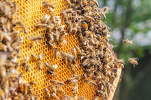 Hardworking Bees On Honeycomb In Apiary 
