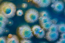 Close Up Petri Dish With Microbe Colony