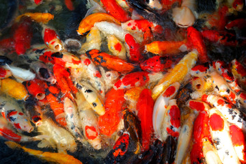 Canvas Print - fancy carp or koi fish in pond