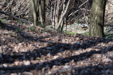 Wall Mural - Duck on the surface behind the trees.