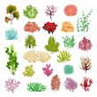 Coral and seaweed. Underwater flora, sea water seaweeds aquarium game kelp and corals. Ocean plants vector set