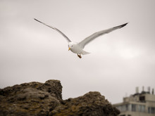 Portrait Of Seagull Flying And Looking Towards The Camera