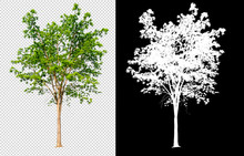 Single Tree On Transparent Picture Background With Clipping Path, Single Tree With Clipping Path And Alpha Channel On Black Background