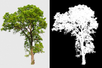 Aufkleber - single tree on transparent picture background with clipping path, single tree with clipping path and alpha channel on black background