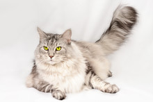 Close Up Portrait Of Beautiful Adult Maine Coon Cat With Brand Sight. Silver Tabby Serious Cat.