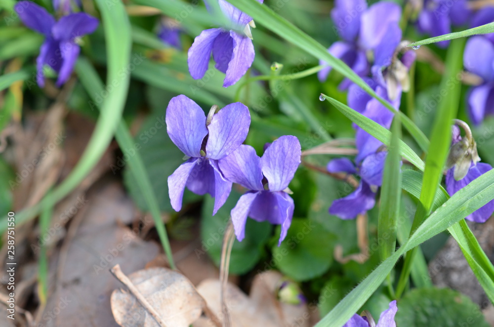 Fiołki wonne kwitnące wiosną, Viola odorata - obrazy, fototapety, plakaty 