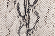 © Mr. Music - Black and white python skin texture