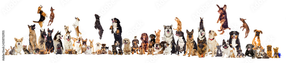 Obraz na płótnie set, group of pets w salonie